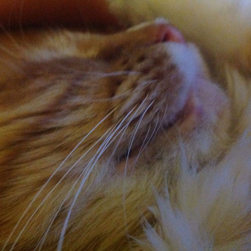 Meet your Posher, Patricia